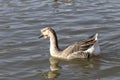 The floating goose Royalty Free Stock Photo