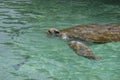 Floating in the green sea turtle