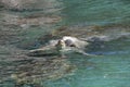 Floating in the green sea turtle