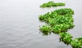 Floating green water plant or water hyacinth on the river with copy space Royalty Free Stock Photo