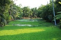 Floating green weed on Canal Royalty Free Stock Photo