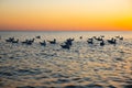 floating gulls seagulls in sea water on yellow blue sunset sky. Birds silhouette, defocused photo Royalty Free Stock Photo