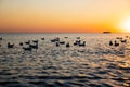 floating gulls seagulls in sea water on yellow blue sunset sky. Birds silhouette, ship, defocused photo