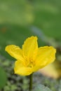 Floating heart Nymphoides peltata, fringed yellow flower