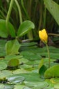 Floating heart Nymphoides peltata, yellow bud