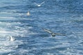Floating Herring Gull and Great Shearwater Landing on Frothy Blue Boat Wake Royalty Free Stock Photo