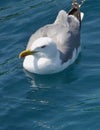 A floating herring gull Royalty Free Stock Photo