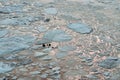 Floating ice. Water reflecting the sky. Abstract backdrop.