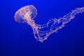 Floating Jellyfish in blue water