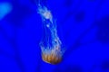 Floating Jellyfish Japanese Sea Nettle