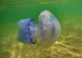 Floating jellyfish under water in the Black Sea Royalty Free Stock Photo