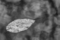 Floating Leaf in Black and White Royalty Free Stock Photo