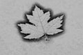 Floating leaf in high contrast in black and white Royalty Free Stock Photo