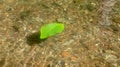 floating leaf on the water Royalty Free Stock Photo