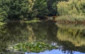 floating leaves in the pond signal that we will soon see water lilies