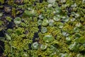 Floating leaves of Salvinia natans and Hydrocharis morsus-ranae