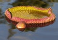 Giant water lily pad and bulb floating in a pond