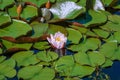 Floating lily pads