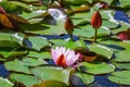 Floating lily pads Royalty Free Stock Photo