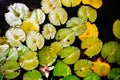 Floating lily pads with a single pink flower Royalty Free Stock Photo