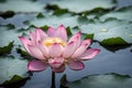 A beautiful Lotus flower floating above the water. Waterlily in garden pond