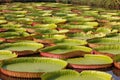 Floating lotus, giant water lily or victoria water lily Royalty Free Stock Photo