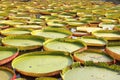 Floating lotus, giant water lily or victoria water lily