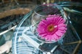Floating magenta gerbera flower head blossom is placed in a transparent round glass vase, placed on a glass surface table