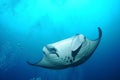 Floating manta ray