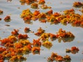 Floating marigold flowers close up on the river Ganges Royalty Free Stock Photo