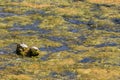 Floating mass of green filamentous pond algae.