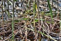 floating nest Seagull built among the reeds