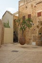 Floating Orange Tree by Ran Morin in Tel Aviv, Israel