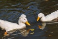 Floating pair white geese