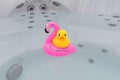 Floating pink flamingo with yellow rubber duck in bubble bath Royalty Free Stock Photo