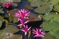 Beautiful Pink Flower with the Lily pad Royalty Free Stock Photo