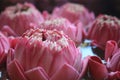 Floating pink lotus flowers