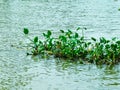 Floating plants in water