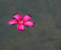 Floating Plumeria