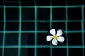 Floating Plumeria in the pool