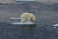 Floating Polar bear cub before jump 3 Royalty Free Stock Photo