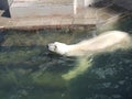 Floating Polar Bear Royalty Free Stock Photo