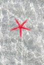 Floating red starfish in white sand beach Royalty Free Stock Photo