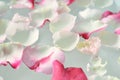 Floating Rose Petals Royalty Free Stock Photo