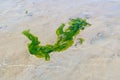 Floating sea lettuce in rippling shallow water of sand flat on W Royalty Free Stock Photo