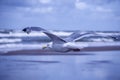 Floating seagull with blurry background