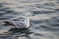 Floating seagull on the water, waving its wings