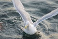 Floating seagull on the water, waving its wings