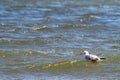 Floating Seagull in Waves.Seagull resting Royalty Free Stock Photo
