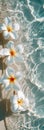 Floating Serenity: Frangipani Flowers on Transparent Ocean Waters Royalty Free Stock Photo